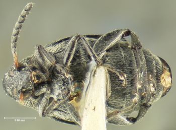 Media type: image;   Entomology 35374 Aspect: habitus ventral view